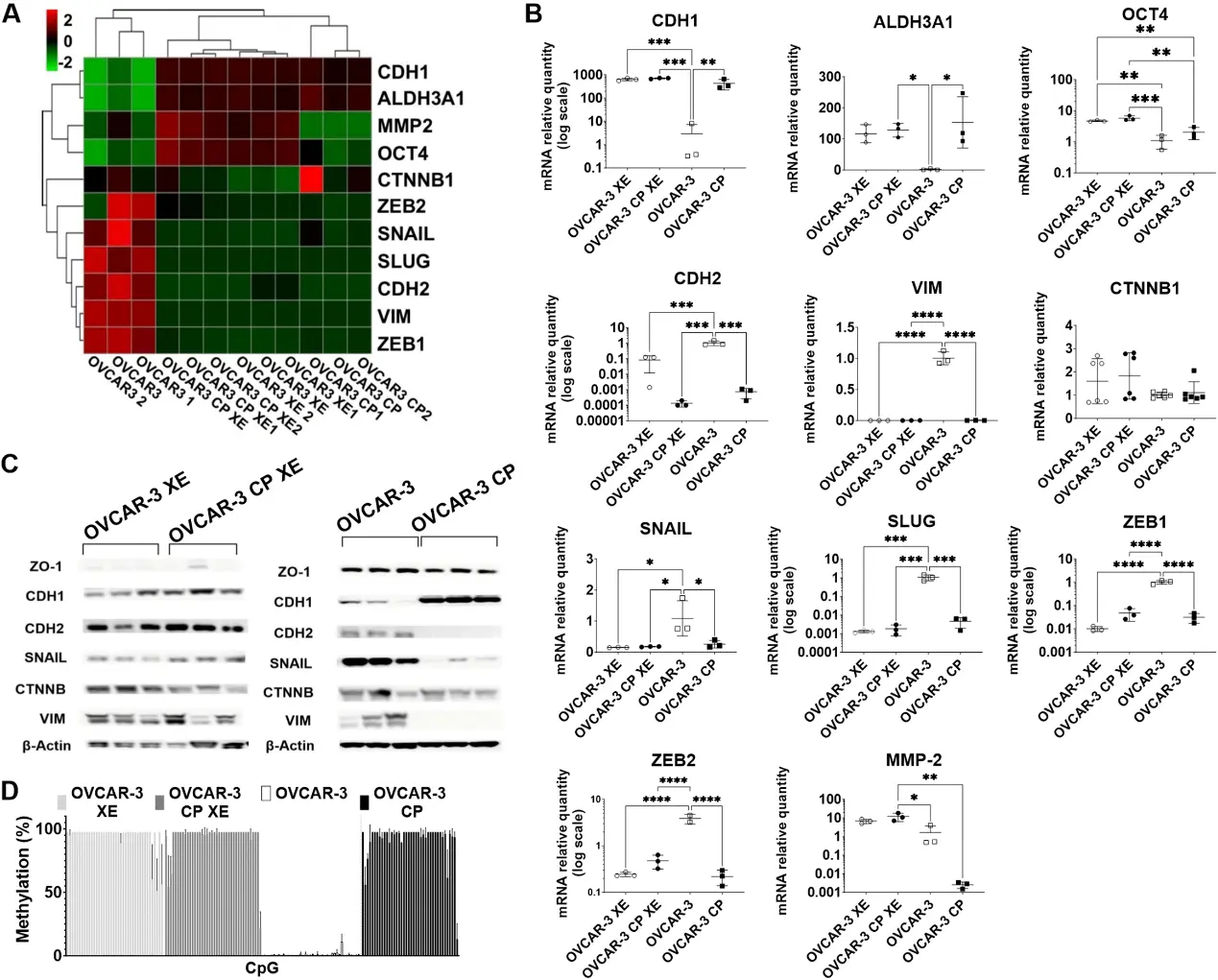 EMT marker characterization of OVCAR-3 tumor xenograft and their parental cell.