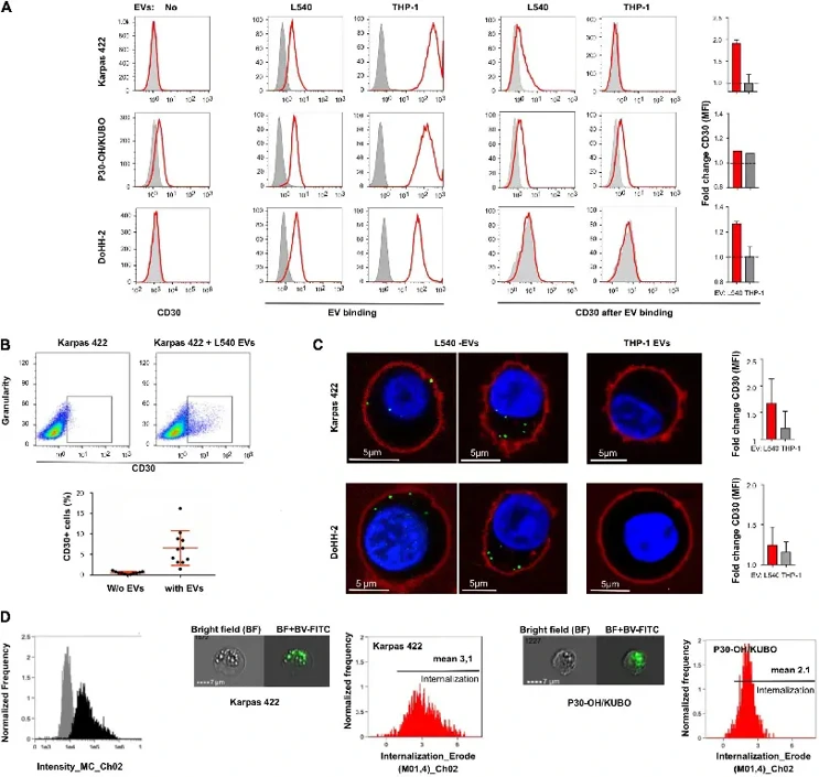 Extracellular vesicle-dependent binding and incorporation of CD30 and BV.
