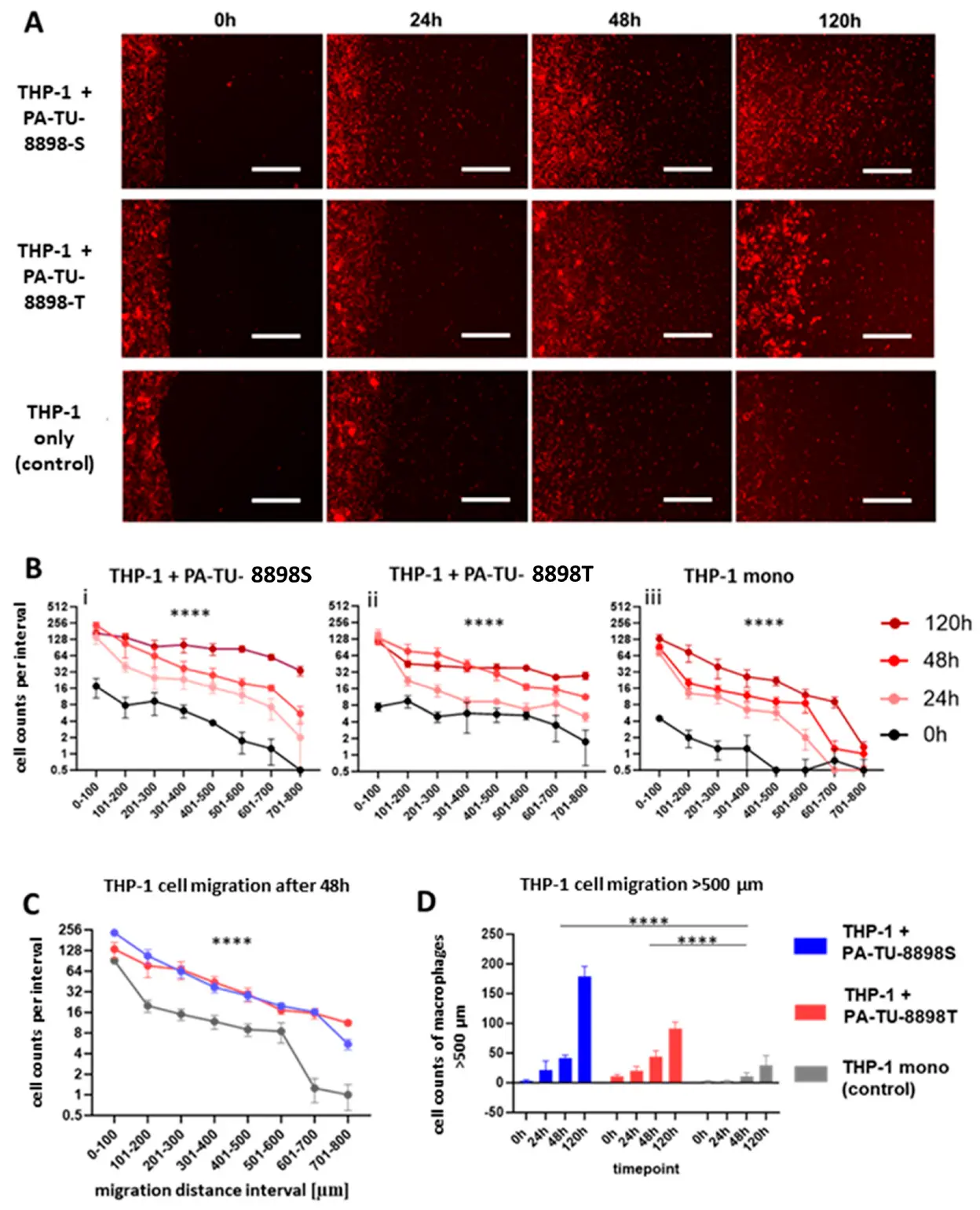 Chamber Gap Assay (CGA) enables direct visualization and quantification of THP-1 macrophage migration toward pancreatic cancer cells PA-TU-8988T and PA-TU-8988S.
