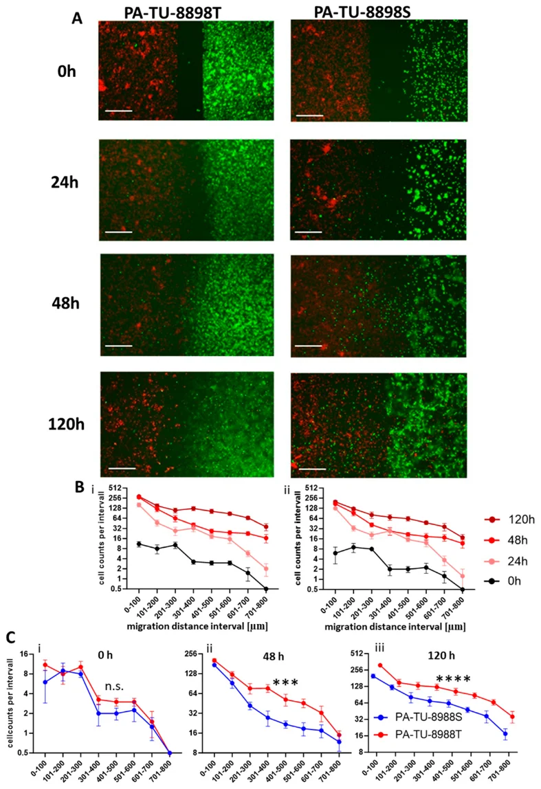 Chamber Gap Assay enabled visualization of cancer cell and macrophage migration.