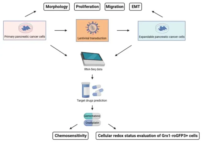 Morphology and growth characteristics of primary and expandable pancreatic cancer cells in 2D culture.