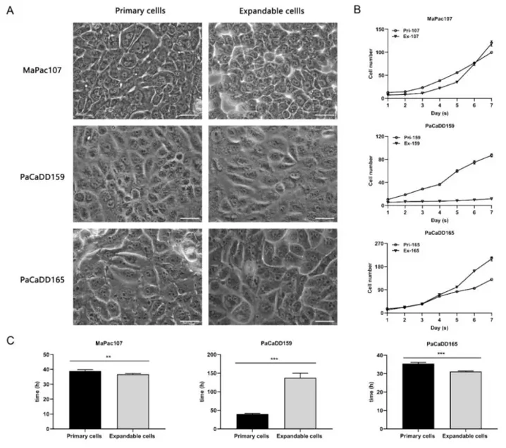 Morphology and growth characteristics of primary and expandable pancreatic cancer cells in 2D culture.