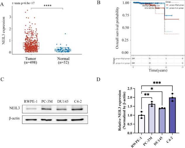NEIL3 was upregulated in PCa and was associated with worse clinical features.
