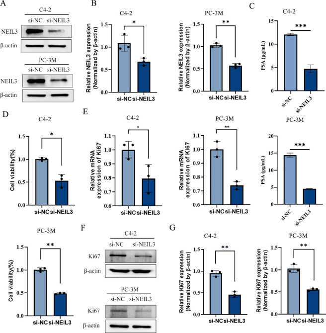 Knockdown of NEIL3 inhibits the proliferation of PCa cells.