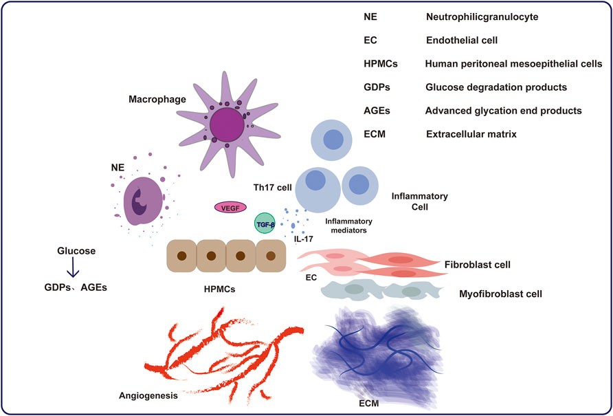 Fig.1: Schematic diagram illustrating the pathophysiology of peritoneal fibrosis