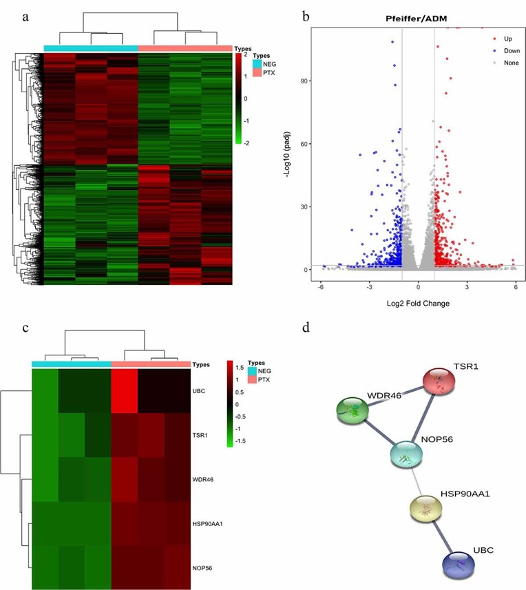 Identification of differentially expressed genes (DEGs) and hub genes in response to Paclitaxel intervention in Pfeiffer/ADM cell lines.
