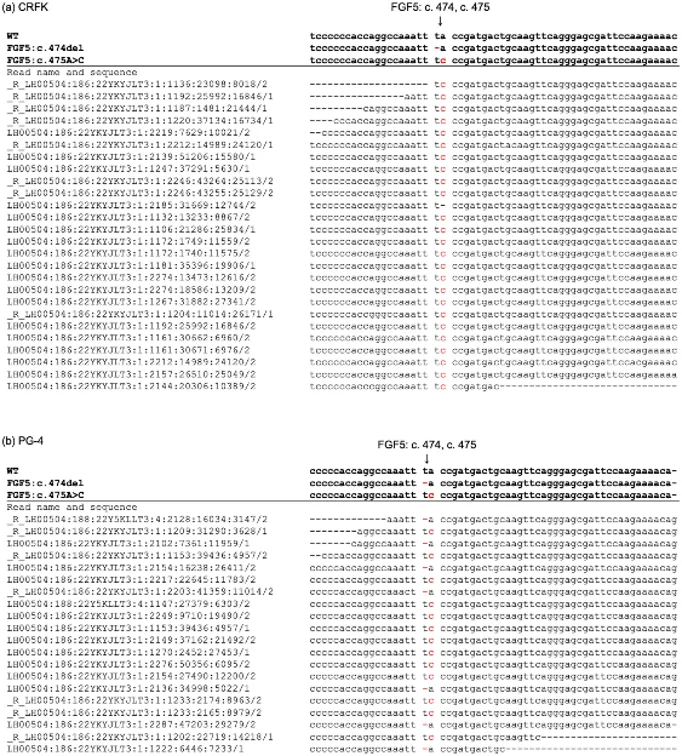 Alignment results of whole genome sequencing reads of CRFK and PG-4 cells with WT and mutant sequences of FGF5 genes.