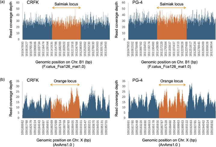 Read coverage depth distributions of CRFK and PG-4 cells around the salmiak and orange loci