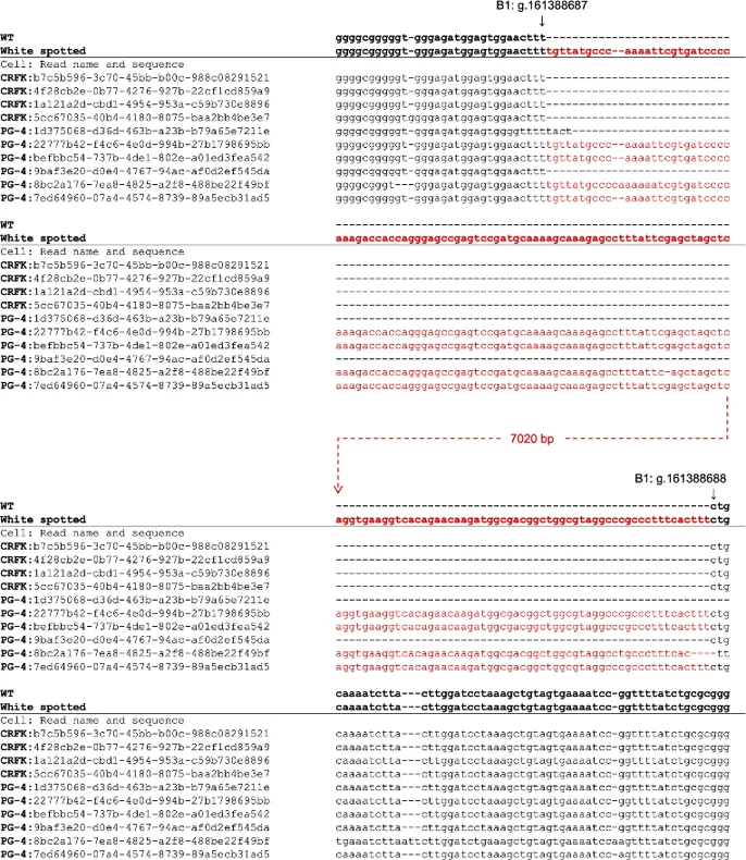 Parts of upper and lower streams of alignment results of long-read sequencing reads of CRFK and PG-4 cells with WT and KIT-FERV1 sequences of KIT intron 1