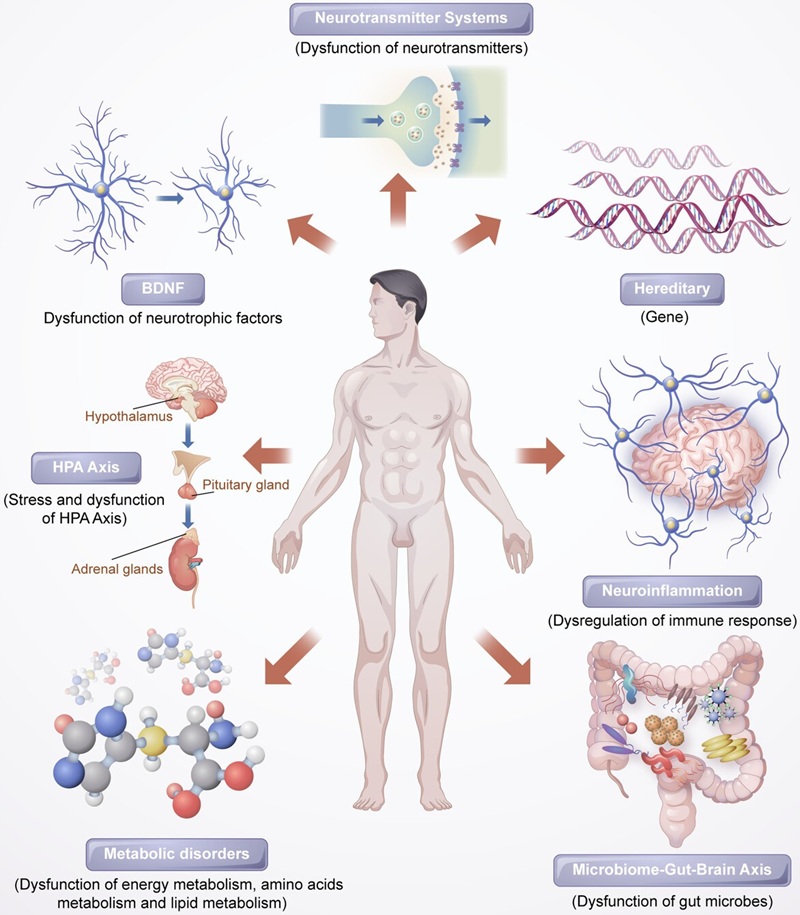 Fig.1: The key biological mechanisms involved in depression.