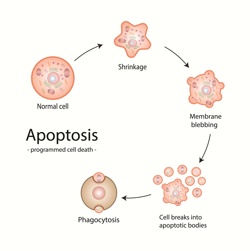 Cell Apoptosis Assays