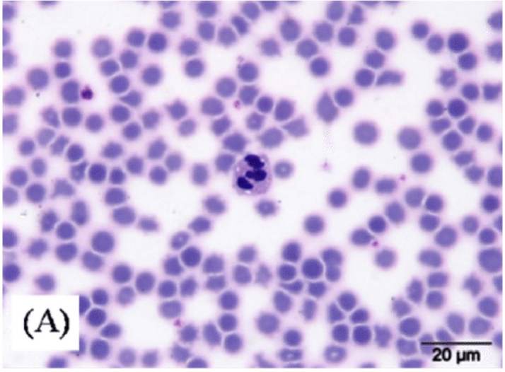 Red blood cells of porcine.