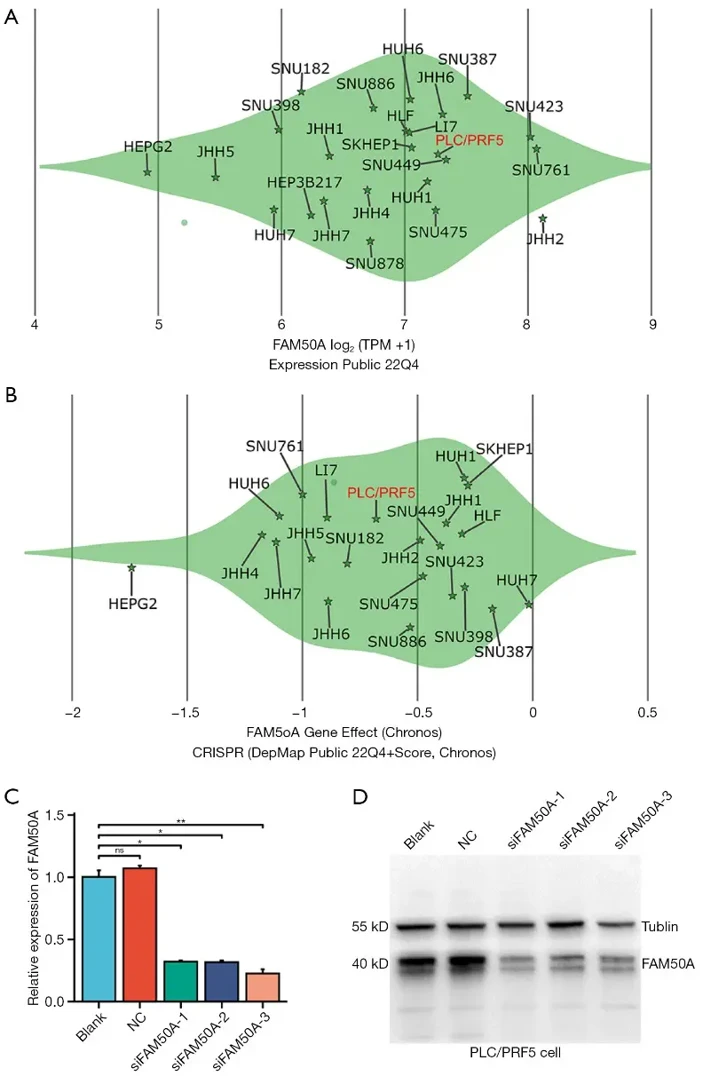 Impact of FAM50A knockdown on hepatocarcinoma cell growth.