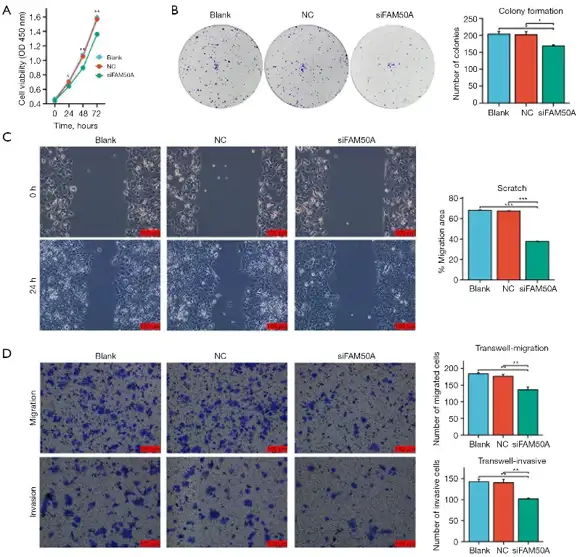 Influence of reduced FAM50A expression on cellular functions.
