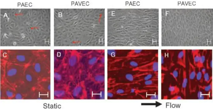 Images of porcine aortic endothelial cells (PAECs - A, E, C, G) and porcine aortic valvular endothelial cells (PAVECs - B, D, F, H) in static and flow environments.