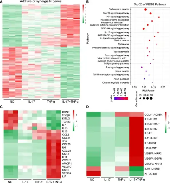 Human IL-17 and TNF-α additively or synergistically induced the expression of hundreds of genes in porcine aortic endothelial cells.