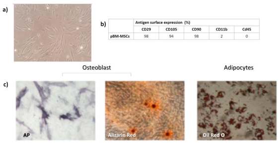 In vitro expanded porcine bone marrow mesenchymal stem cells (pBM-MSC) characterization: (a) typical spindle shape morphology of adherent p-MSC; (b) percentage of antigen surface expression of pBM-MSCs; and (c) osteogenic and adipogenic differentiation capacity after in vitro induction with specific stimuli.