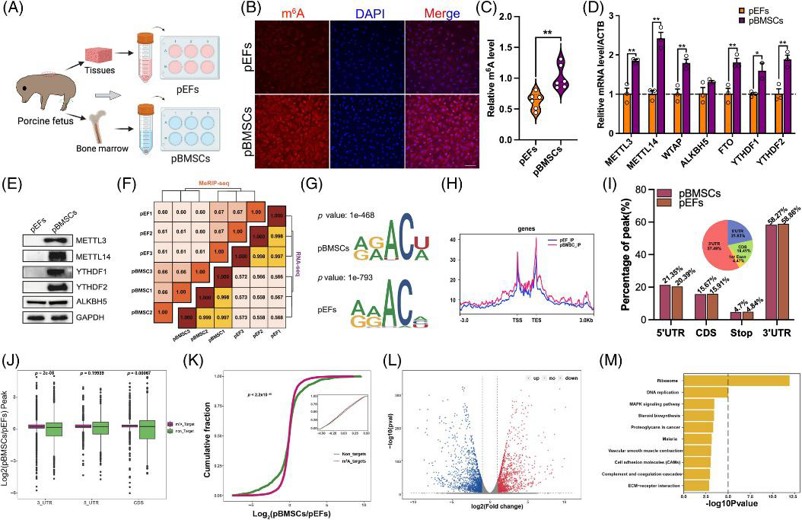 Global-wide transcriptomic RNA N6-methyladenosine (m6A) difference between different types of donor cells.