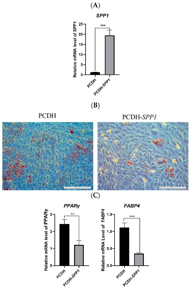 SPP1 overexpression suppressed the adipogenic differentiation of pBMSCs.