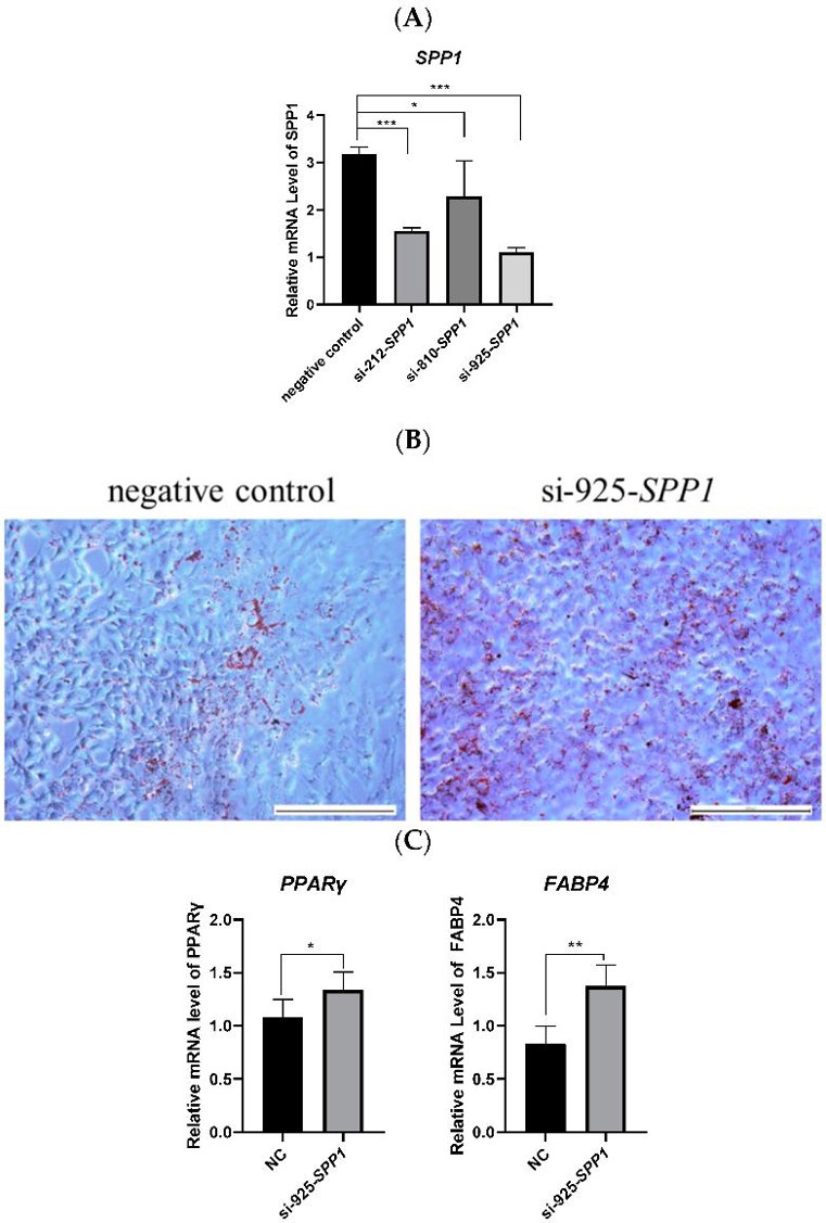 Inhibition of SPP1 promoted the adipogenic differentiation of pBMSCs.