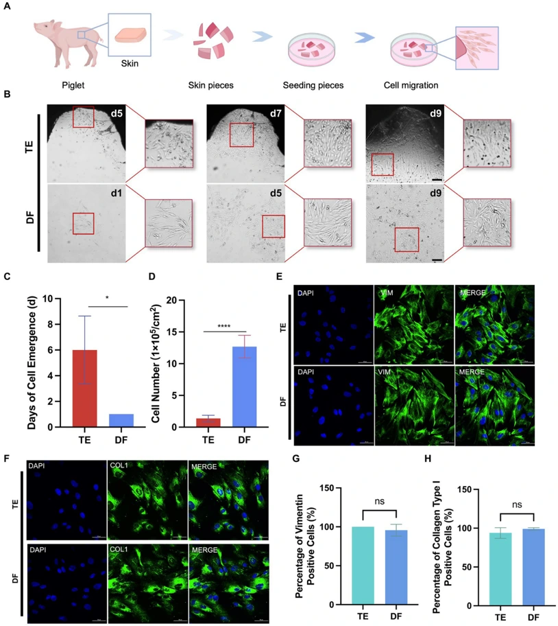 Comparison of the digestion-friction (DF) and conventional tissue explant (TE) methods for isolation of porcine skin fibroblasts.