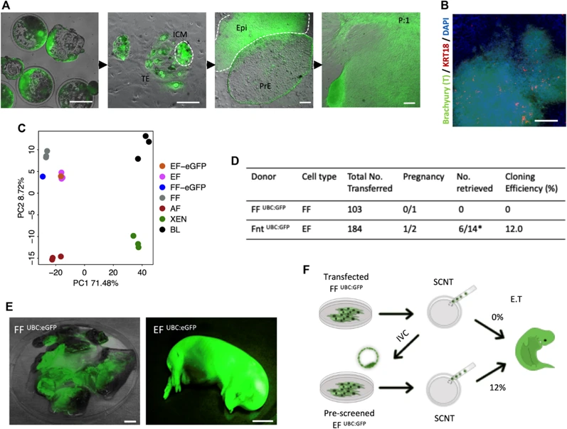 In vivo developmental potential of cloned embryos generated from embryonic fibroblasts.