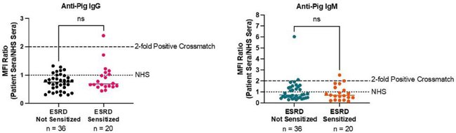 HLA sensitization is likely not a major barrier to compatibility with gene-edited porcine organs.