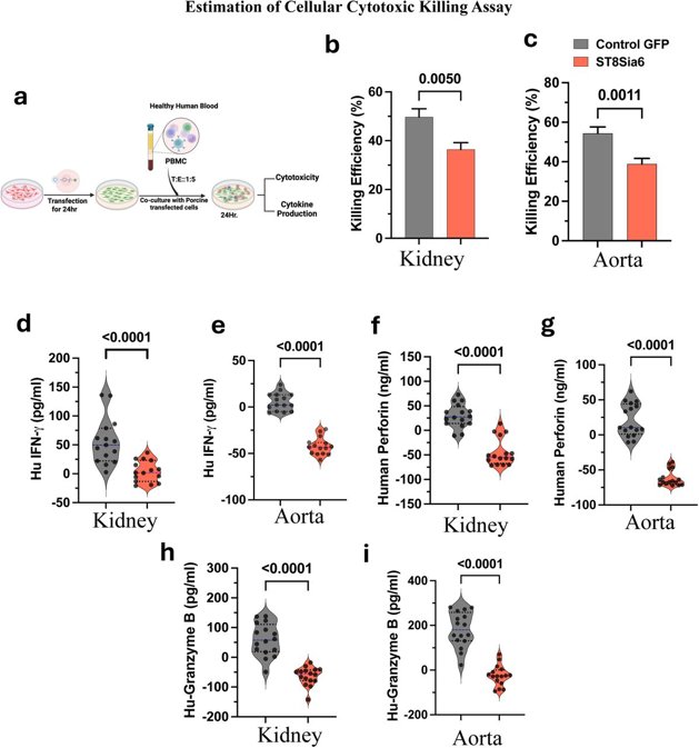 Overexpression of ST8Sia6 in porcine kidney and aorta endothelial cell line suppresses T and NK cells mediated immune cytotoxicity and cytokines production.