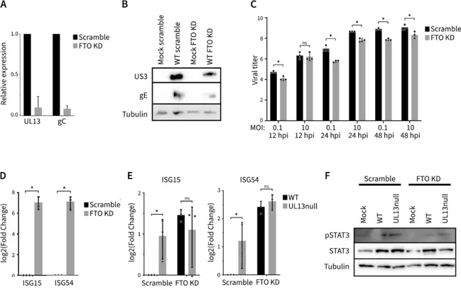 FTO depletion leads to reduced PRV replication, and the UL13 kinase of PRV leads to FTO-dependent suppression of antiviral ISG expression in primary cells.