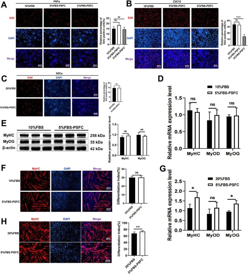 The proliferation and differentiation capabilities of various cell types were cross-species validated using the 5% FBS-PSFC platform.