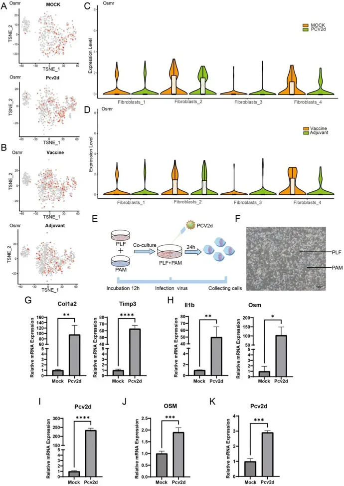 Analysis of fibrosis factors in Adjuvant and Vaccine groups in pulmonary fibrosis phenotypes under vaccine intervention.