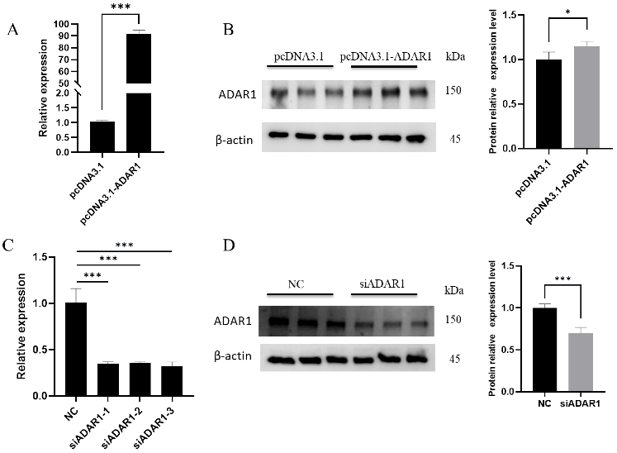 Detection of ADAR1 overexpression and knockdown efficiency.