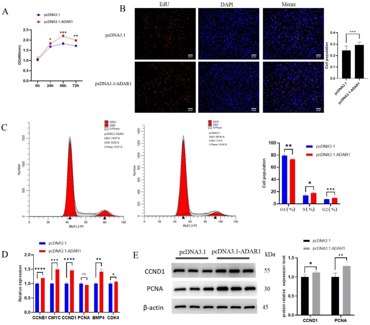 Overexpression of ADAR1 promotes preadipocyte proliferation.