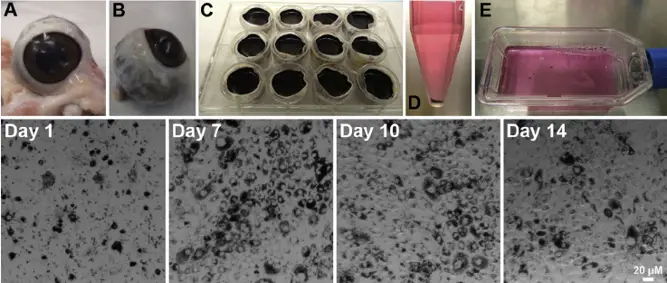 Isolation of primary RPE from porcine eyes.