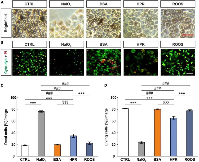 NaIO3 exposure led to enhanced ppRPE cell death.