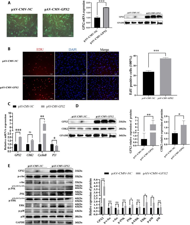 Overexpression of GPX2 induces the proliferation of porcine skeletal muscle cells.