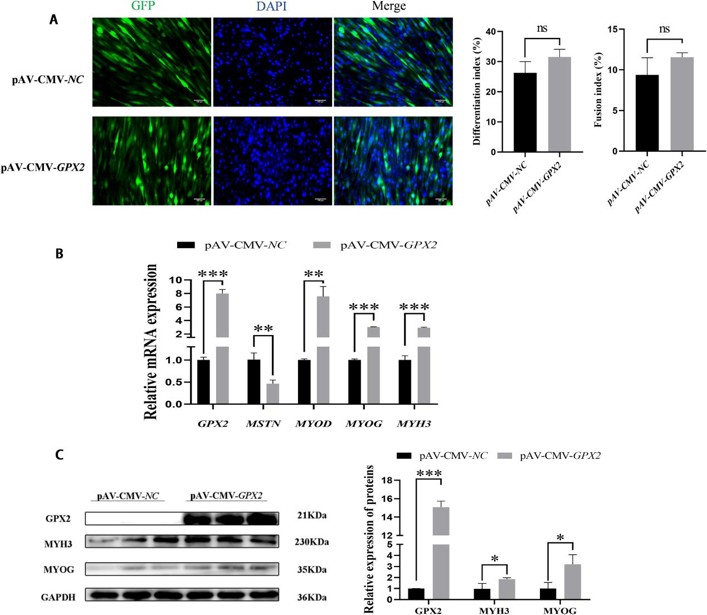 Overexpression GPX2 promoted the myoblastic differentiation of porcine skeletal muscle cells.