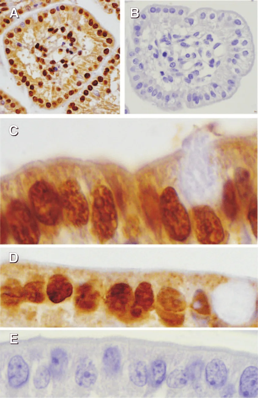 Immunohistochemistry of porcine intestinal epithelial cell layers.