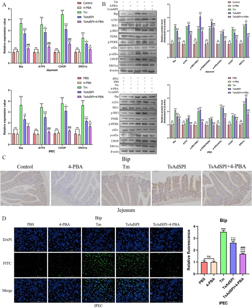TsAdSPI-induced ERS enhanced OS by activating the PERK signalling pathway. Detection kits for MDA, ROS, and SOD were used to analyse the changes in OS-related indexes after inhibiting ATF6 (A), IRE1 (B), and PERK (C).