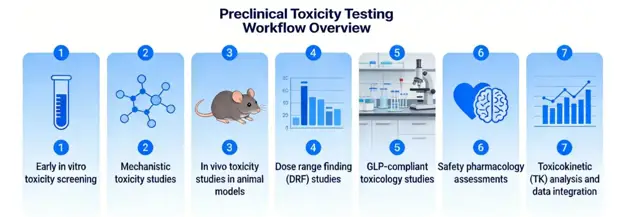 Preclinical Toxicity Testing Workflow