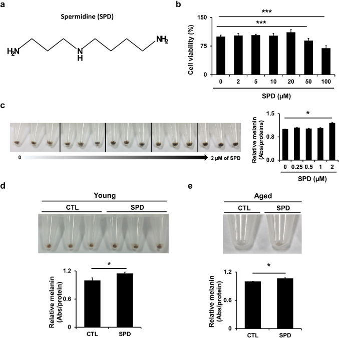 Spermidine (SPD) treatment increases melanin production.
