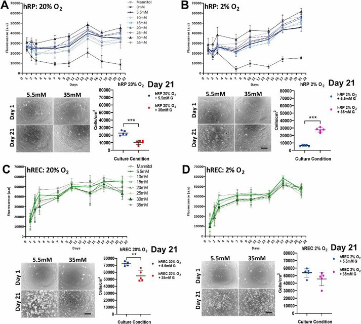 Glucose and oxygen analysis for long-term culture of hRP and hREC hRP (A,B) and hREC.