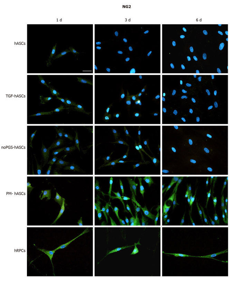 Neural/glial antigen 2 immunoreactivity (green fluorescence) evaluated after one day (left column, 1 d), three days (middle column, 3 d) and six days (right column, 6 d) of cell growth.