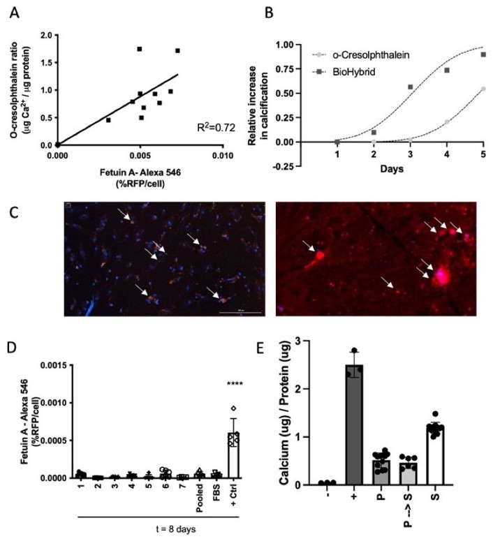 BioHybrid calcification assay.
