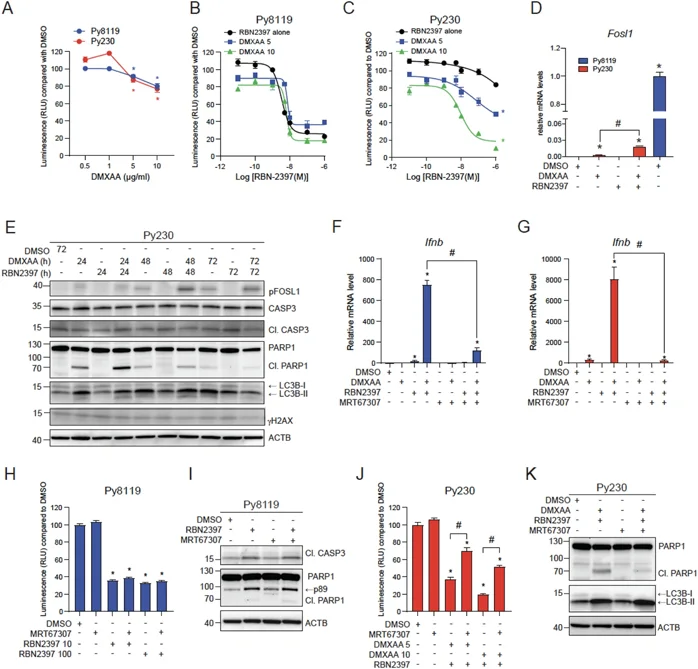 DMXAA sensitizes Py230 cells to the antiproliferative effects of RBN2397 by inducing autophagy.