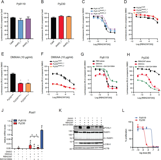 Loss or inhibition of AHR increases DMXAA-dependent RBN2397 sensitivity of Py230, but reduces sensitivity of Py8119 cells.