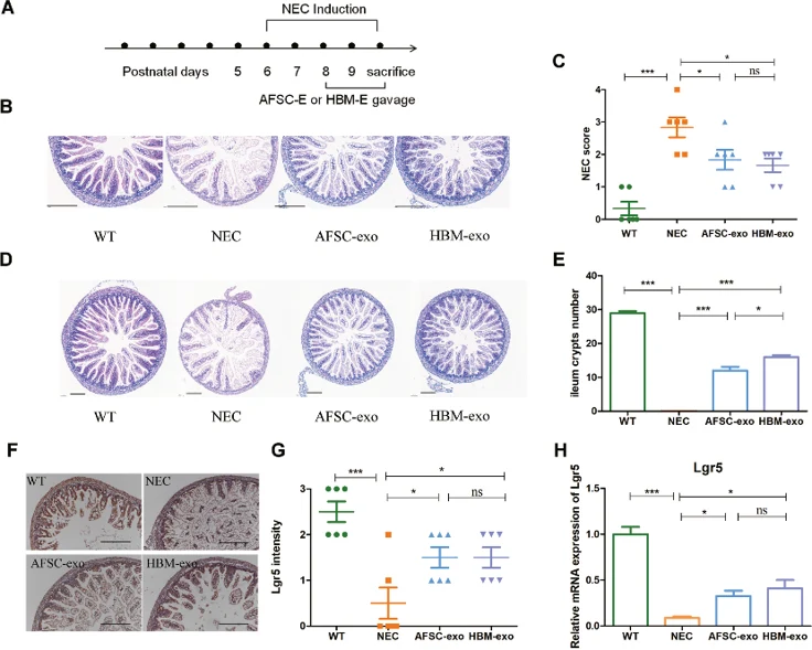 AFSC-exos and HBM-exos alleviates intestinal injury in NEC model mice.