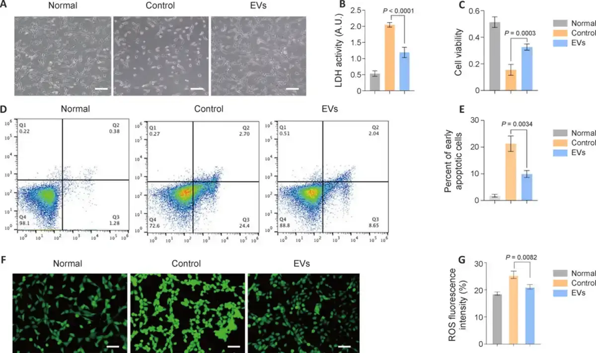 Validation of hNSC-EV efficacy� in vitro (Wang, Jiayi, et al., 2025).