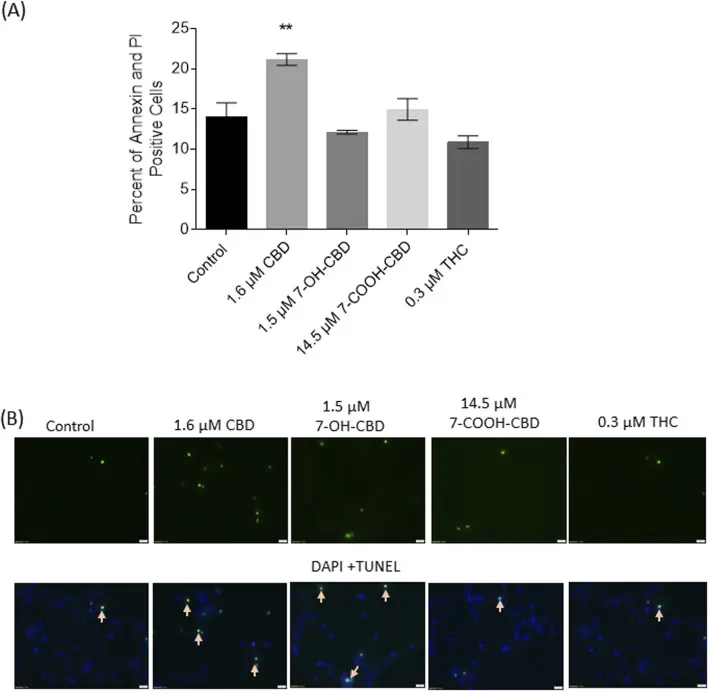 NSC apoptosis detected by annexin V-PI staining and TUNEL assay.