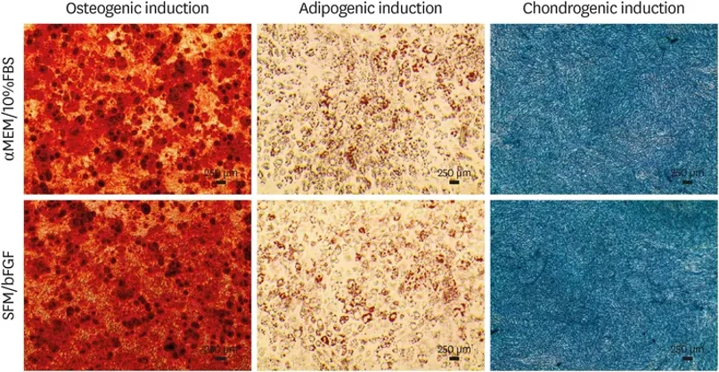 Effect of supplementation of bFGF on the differentiation potential of Rab-ADMSC.